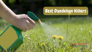 Best Dandelion Killers