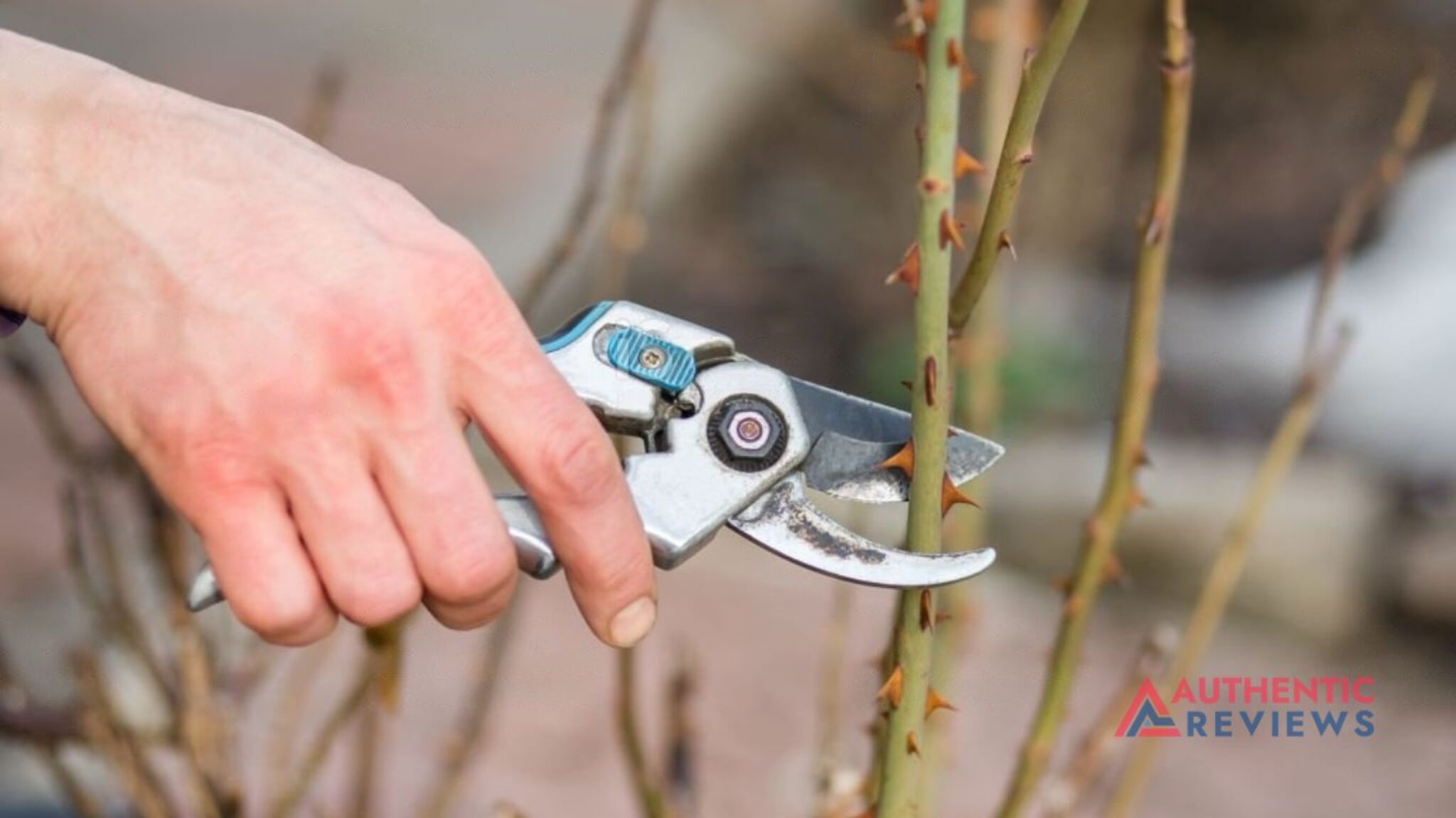 How To Get Rid of Pricker Bushes