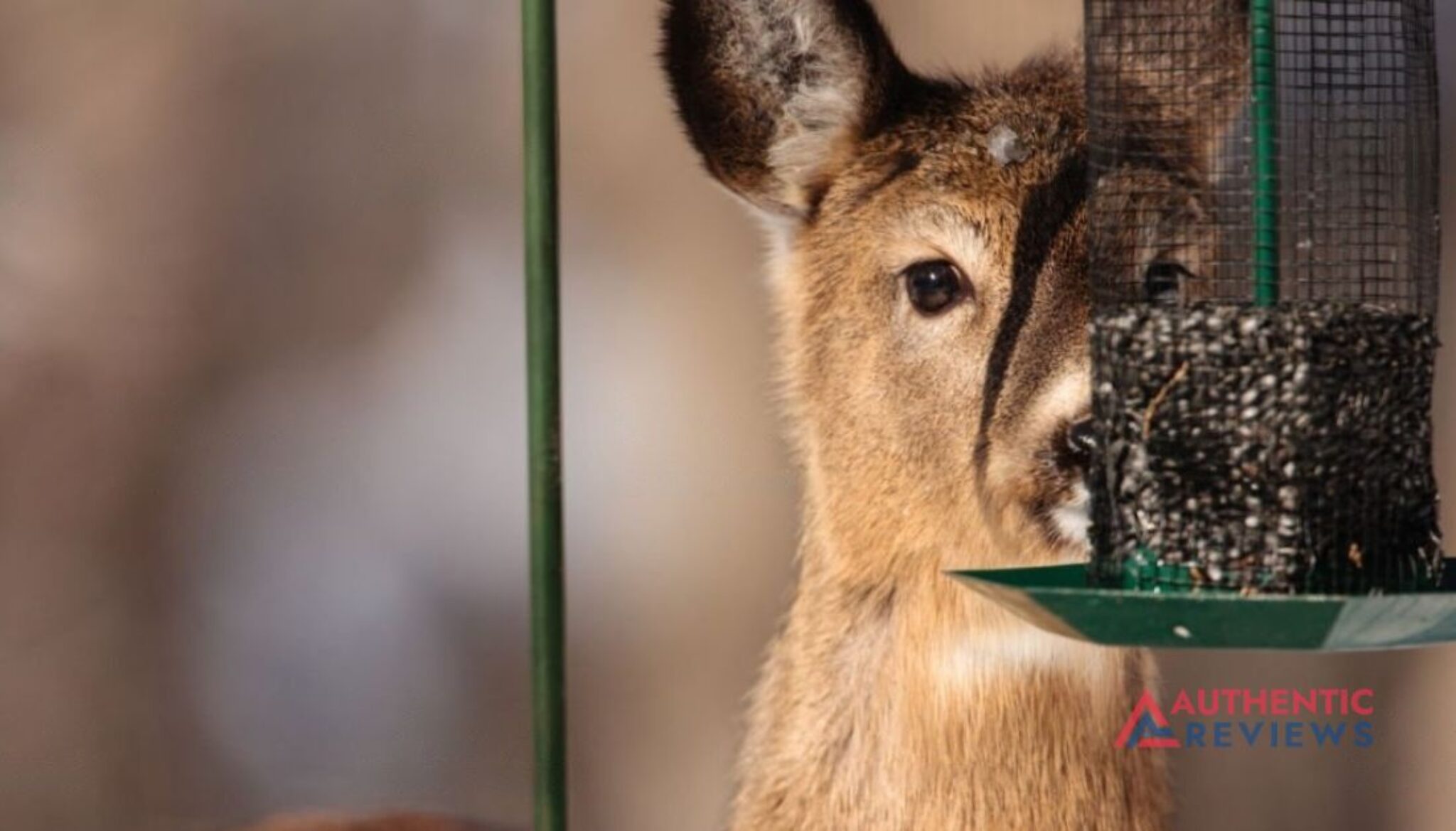 Top 5 Best Deer Feeder Timers to Buy in 2023