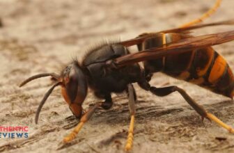 How to Get Rid of Hornets