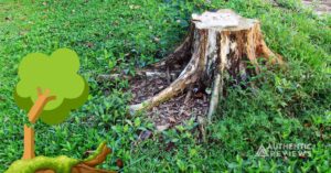 Preserve A Tree Stump