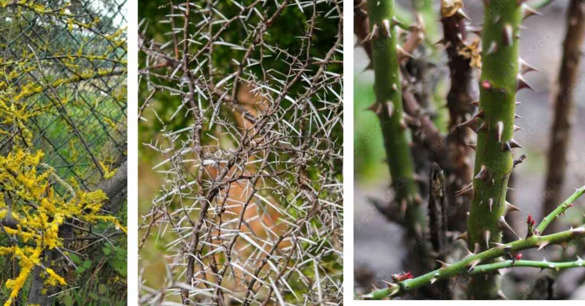 How To Get Rid of Pricker Bushes