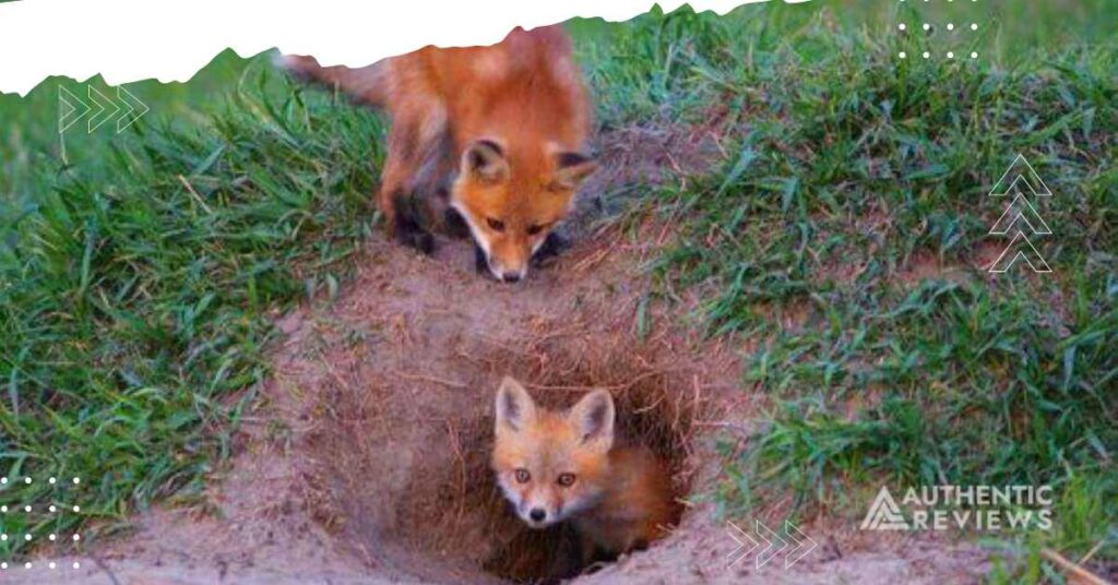 How to Get Rid of Foxes
