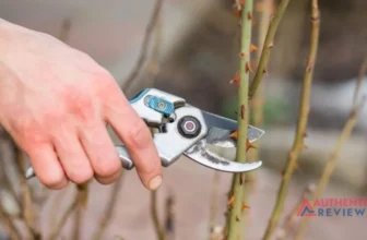 Get Rid Of Pricker Bushes