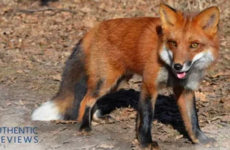 How To Get Rid Of Foxes - Outfoxing the Fox