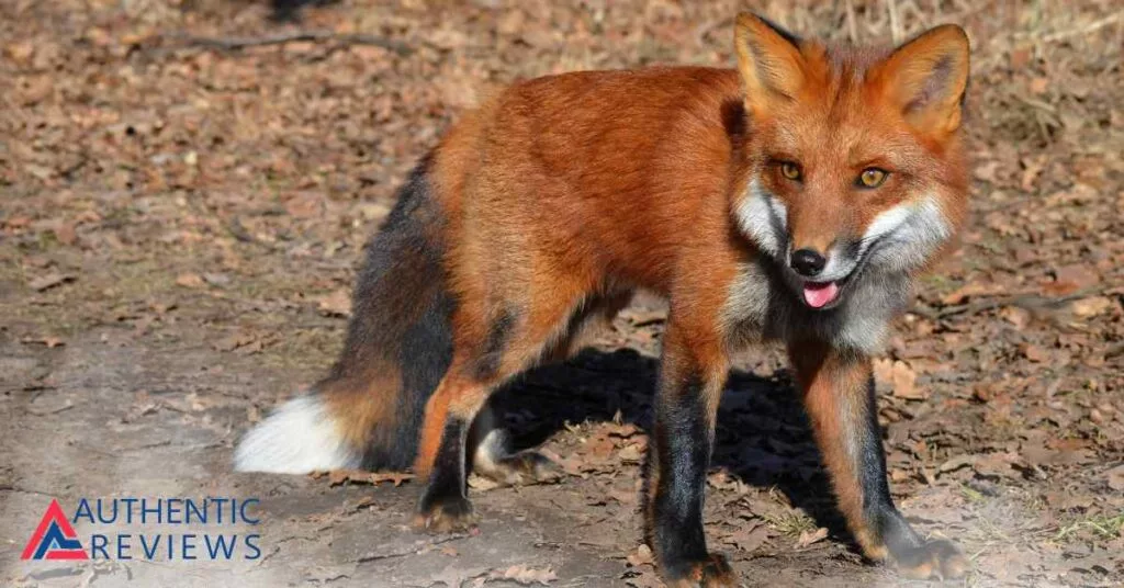 How to Get Rid of Foxes - Outfoxing the Fox | AuthReviews.com