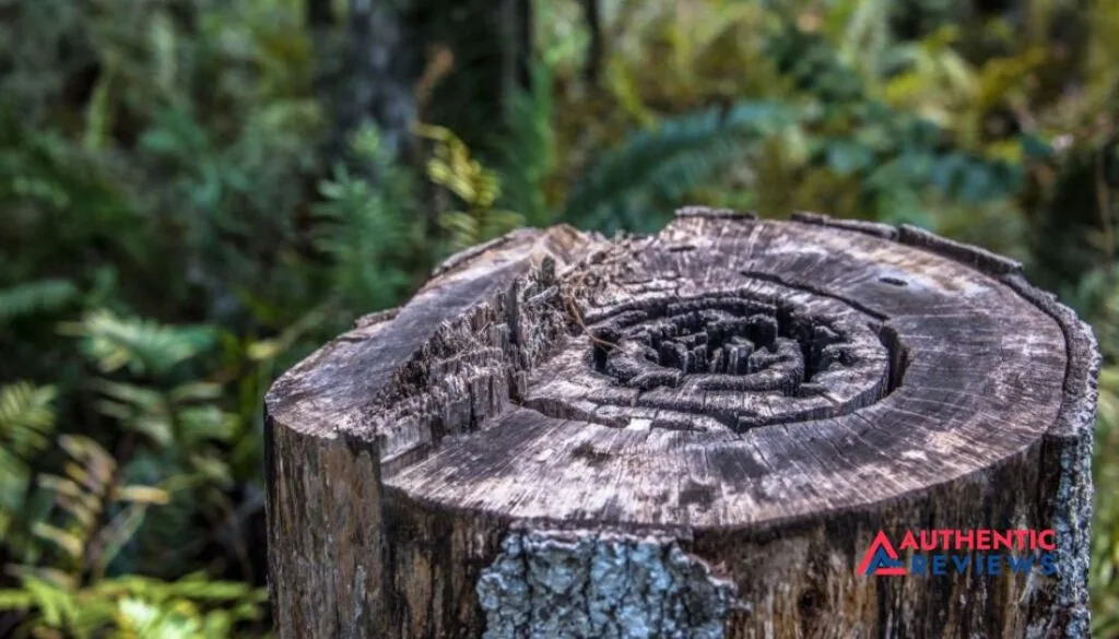 How To Preserve A Tree Stump