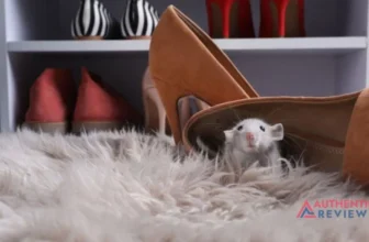 Determine How Many Rats Are in Your House for Effective Rat Control