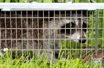 Get Raccoon Out Of The Garage