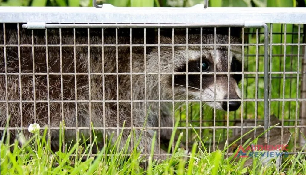 Get Raccoon Out Of The Garage