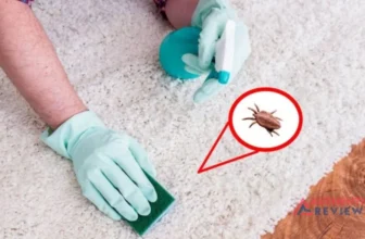 Get Rid of Carpet Beetles in Your Car