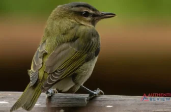 Get a Bird Out of Your Garage