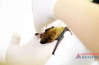 How To Get Rid of Bats - Echoes in the Attic