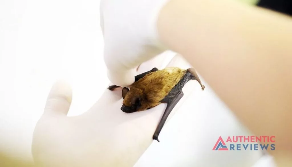How To Get Rid of Bats - Echoes in the Attic