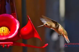 How To Keep Ants Out of Hummingbird Feeders