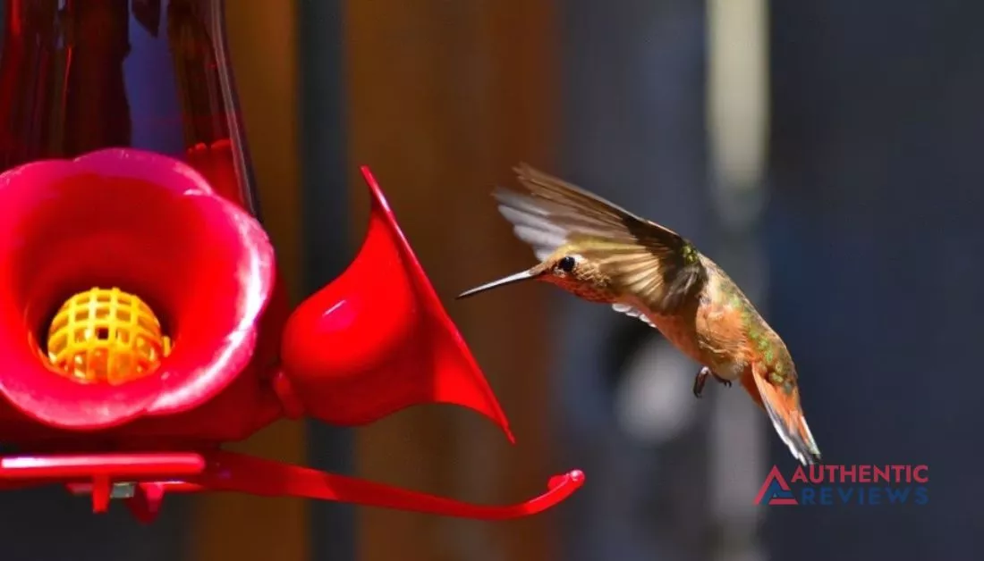 How To Keep Ants Out of Hummingbird Feeders