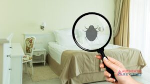 Use Bleach To Get RID Of Bed Bugs
