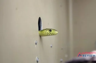 Get-RID-Of-A-Snake-Hole