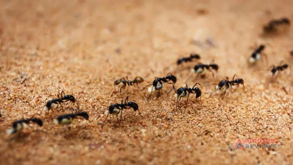 Ants food