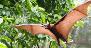 Bats Species