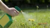 Best-Dandelion-Killers-