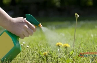 Best-Dandelion-Killers-
