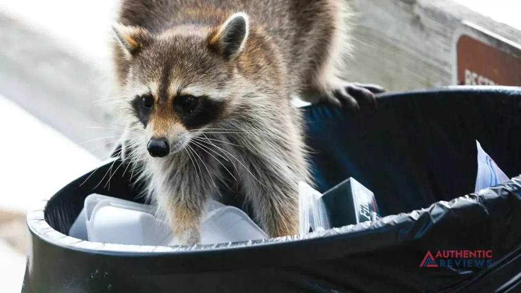 Raccoons out of Garage