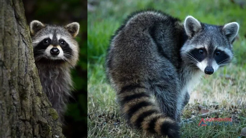 Raccoons out of Garage in future