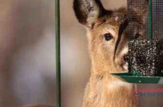 The-Timer Deer Feeder Timer