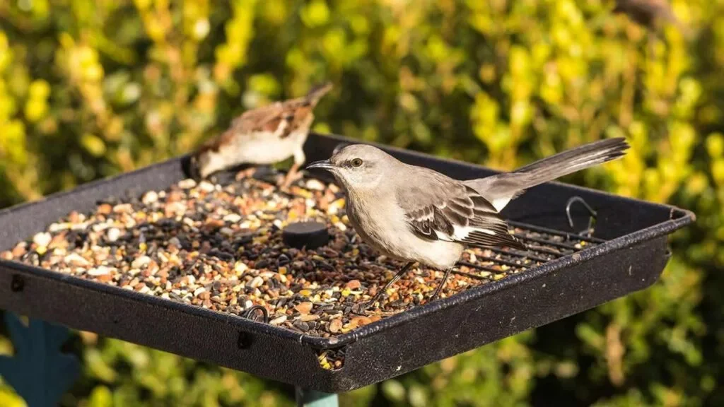 bird feeder food