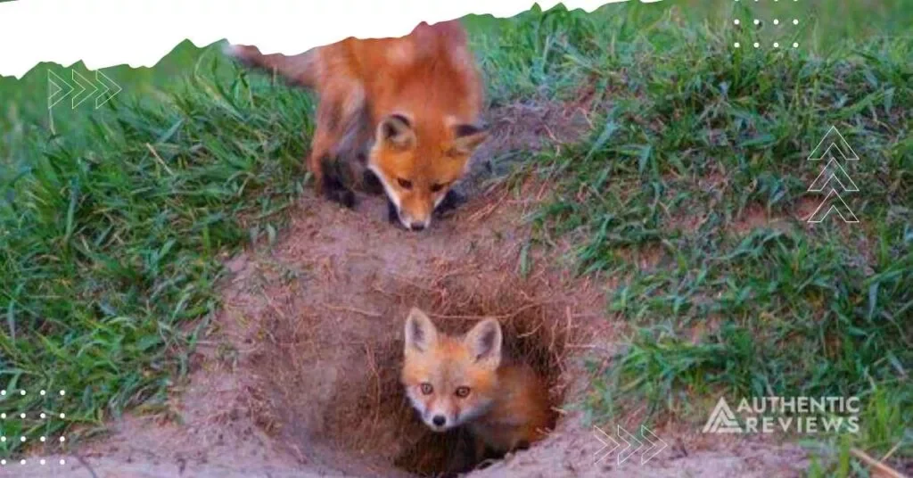 foxes-digging-holes-in-the-garden