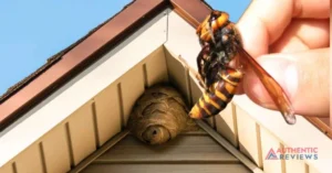 hornets' nest