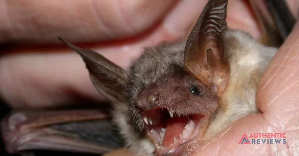 infected bat bite