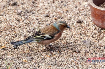 Clean Up Bird Seed on the Ground