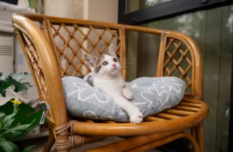 How to Keep Cats Off Outdoor Furniture?