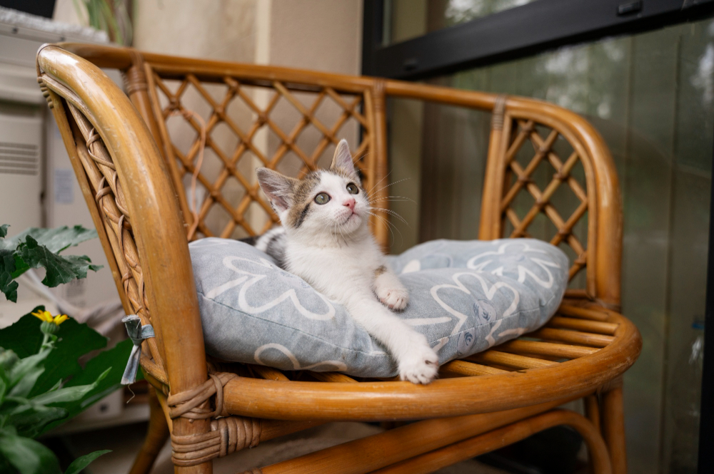How to Keep Cats Off Outdoor Furniture?